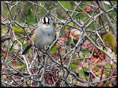 White-crowned Sparrow in Thorns
