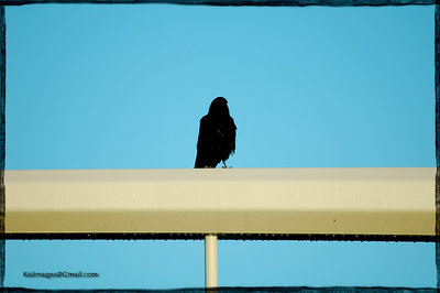 Bird*