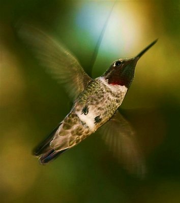 Big Red Anna Male Hummingbird