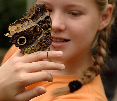 trusting butterfly