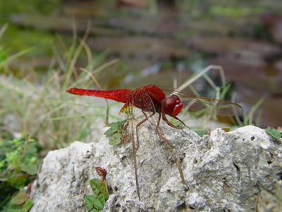 red