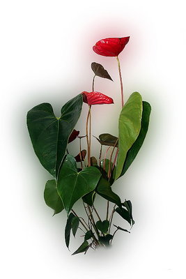 ===AnthuriuM===