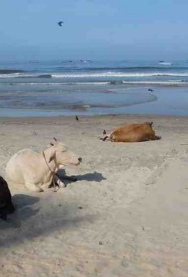 Cows at Beach