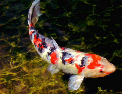 Calm Koi