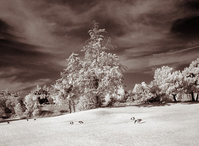 Shoreline Park #3 IR