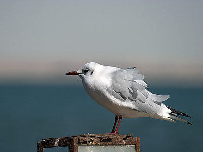 Gull 1