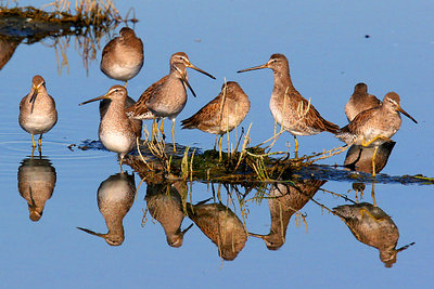 Short-billed Dowitchers