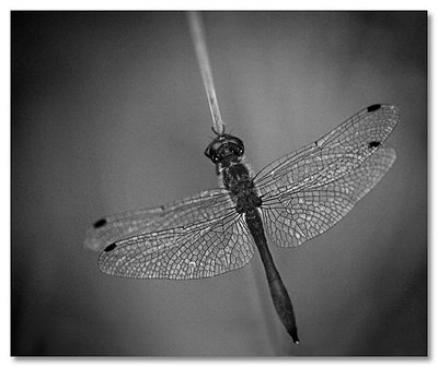 Dragonfly in the evening