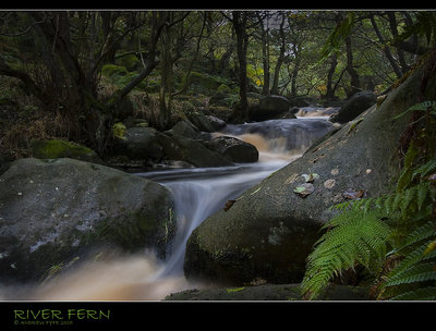 River Fern