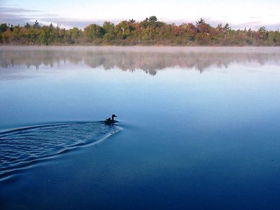 Loon Lake