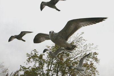 Come fly with me