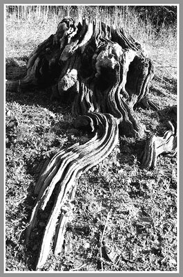 trunk
