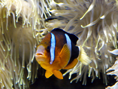 Anemone Fish and Friend