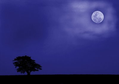 One tree and the moon