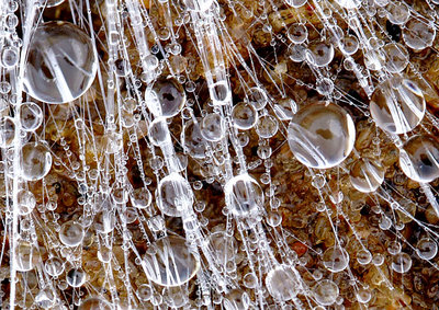 Detail of the dew on a Milkweed