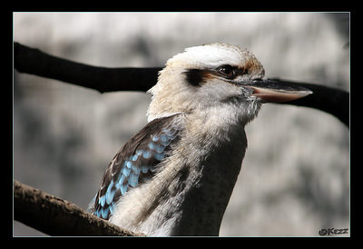 L'oiseau bleu