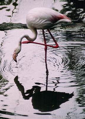 My Flamingo