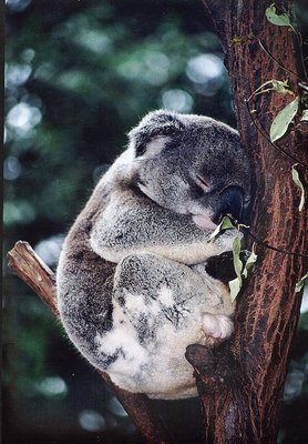 Koala