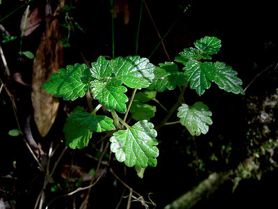 Some leaves