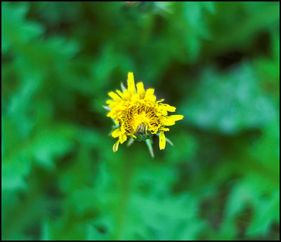 fiore in pianta 