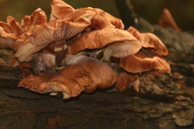 fungus on fallen tree