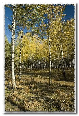 Aspen at Hart Prarie