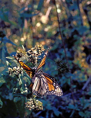 Butterfly sex