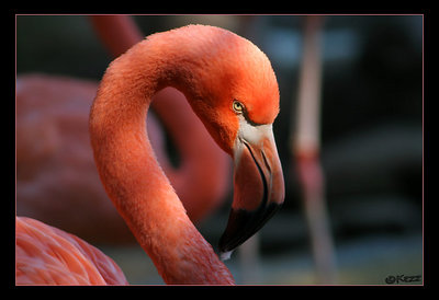 Flamingo