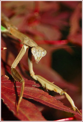 "Mantis Portrait"