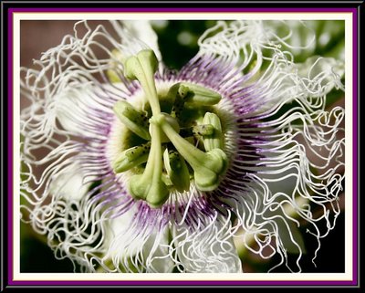 Passionfruit Flower