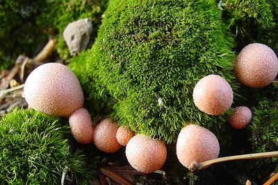 pink mushrooms