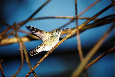 Hummingbird