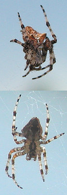 Spider front and back