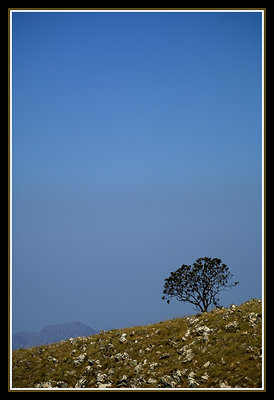 Protea - Lebombo mountains
