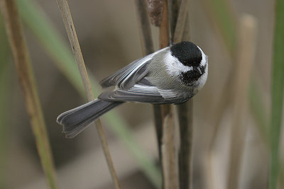 Black Capped Chickadee