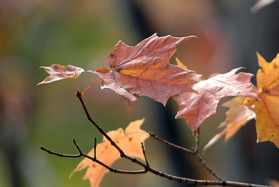 ... Autumn's colors...