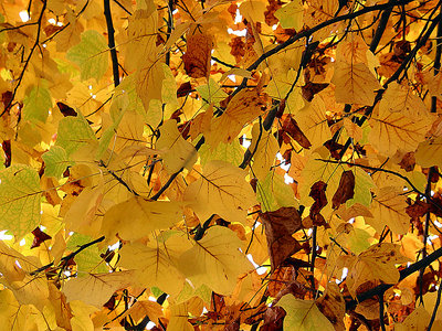 Leaves for a computer desktop