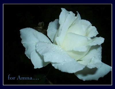 a white rose for.....
