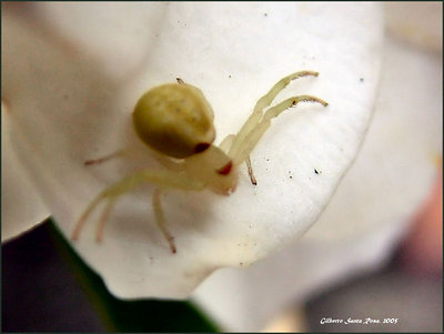 Little spider at gardenia