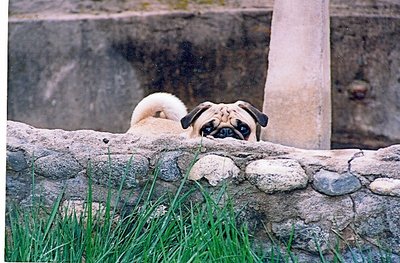 Pug in pond