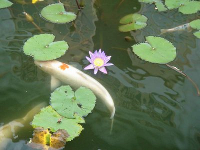 Fish & Water Lily