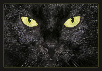 Yellow eyes