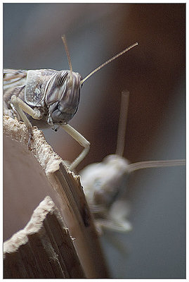 Locust. "Beside"