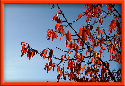 red leaves against blue sky