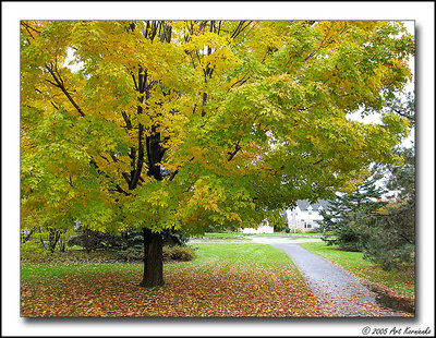 Canadian Maples ablaze