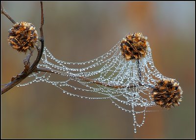 Web of Pearls