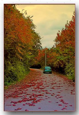 Autumn, Trees and Auto