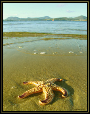 Starfish Washed Ashore