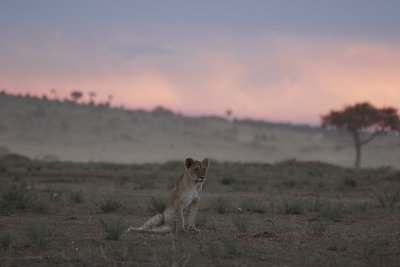 young lion at dusk