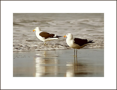 "Gulls on the Silver"